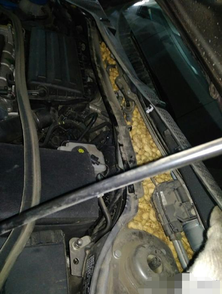 老鼠存的粮食在车里 车主修车发现全部没收2