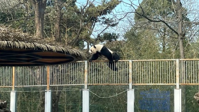 北京动物园网红大熊猫成功翻墙"越狱" 最终被食物引诱带回圈舍