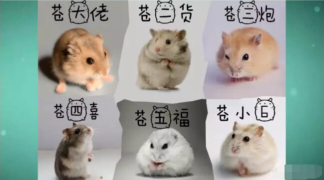 美女直播间视频聊
