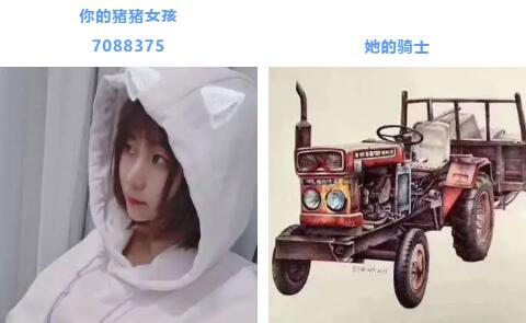 美女主播你的猪猪女孩和她的骑士