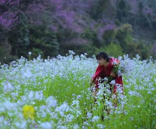 李子柒春日鲜花宴照片曝光简直太美了1