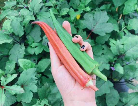 张馨予穿拖鞋戴草帽下地摘蔬菜 身材超好2