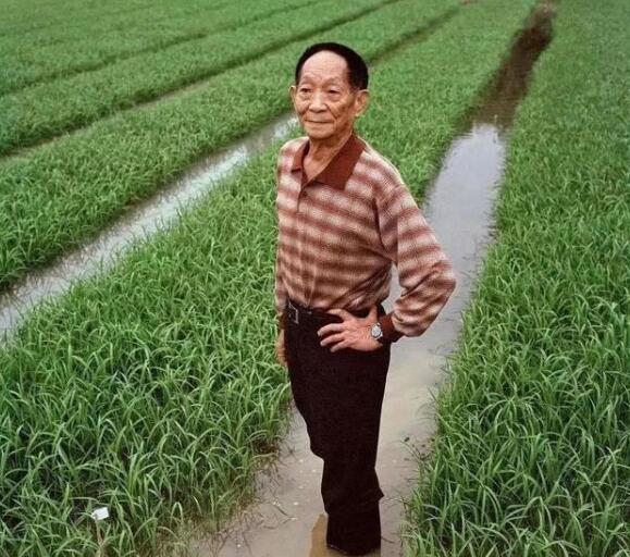 用稻香唱出对袁隆平爷爷的思念2