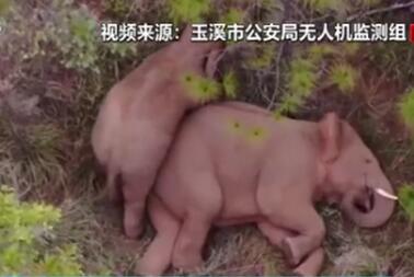 小象花式撒娇叫大象起床 不停扭屁股太萌了2