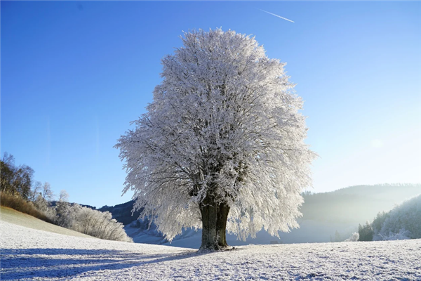 华北东北要下雪了 气温最高下降8℃：南方多地方也开始出现霜冻